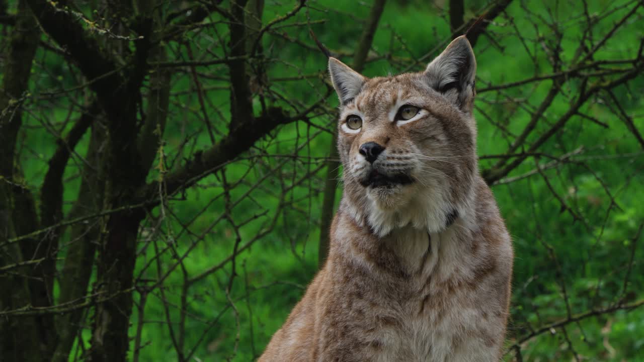 close up shot of a lynx looking around in nature, handheld shot on an overcast day