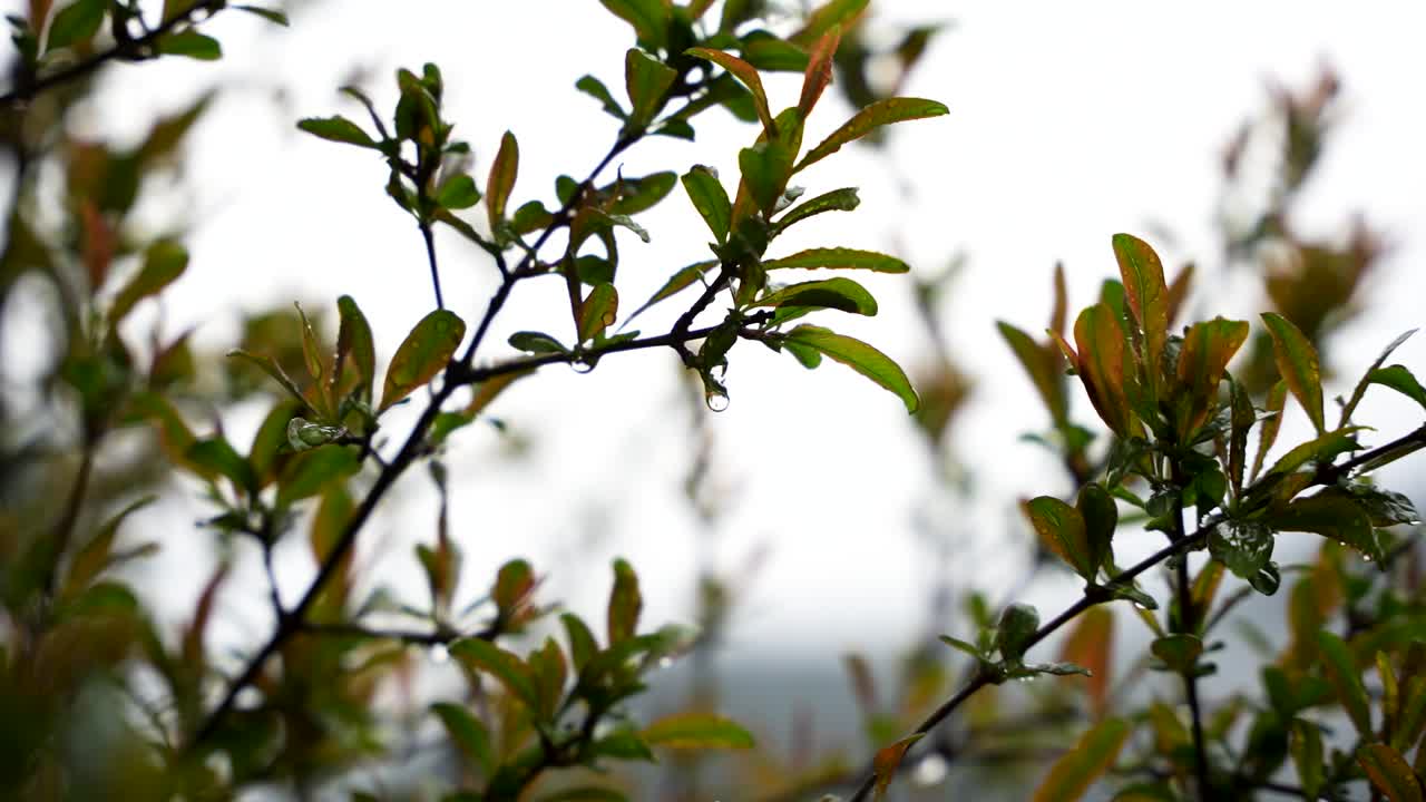 Close up of pomegranate tree with raindrops hanging from fresh green leaves