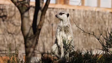 a meerkat stands alert, observing its surroundings