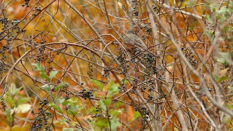 Un-Pájaro-Comiendo-Bayas-Negras-En-Una-Planta-Y-Volando