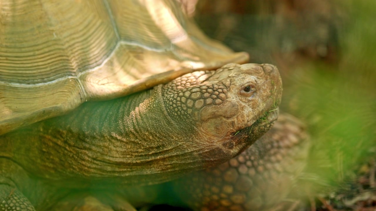 Sulcata tortoise close up detail eating green grass
