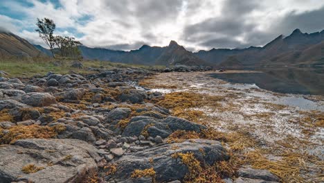 orilla rocosa del fiordo y banco de arena expuesto cubierto de algas y algas marinas