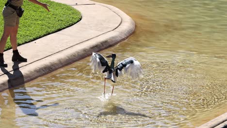 stork bird eating in a water enclosure