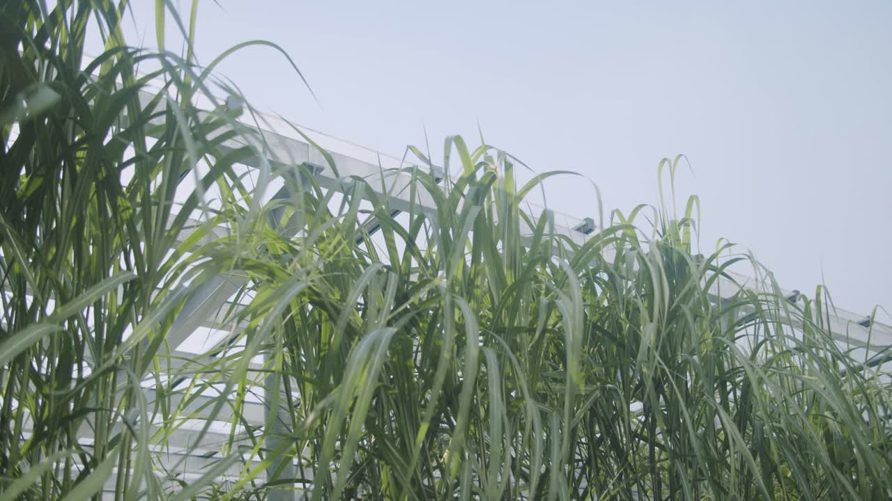 바람에 천천히 움직이는 miscanthus 리드의 넓은 샷