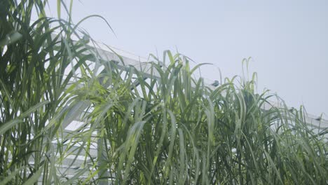 toma amplia de caña miscanthus moviéndose lentamente en el viento