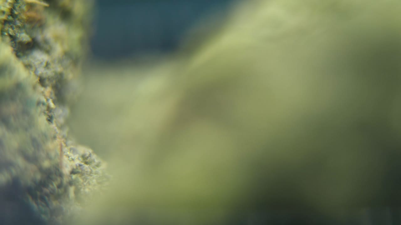 macro video giratorio de una planta de cannabis, cepas híbridas, sativa crujiente, flor de marihuana, video 4k, iluminación de estudio, borrón mágico, movimiento de inclinación suave