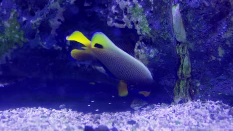 a vibrant fish glides through coral reefs showcasing the beauty of marine life in its natural habitat.