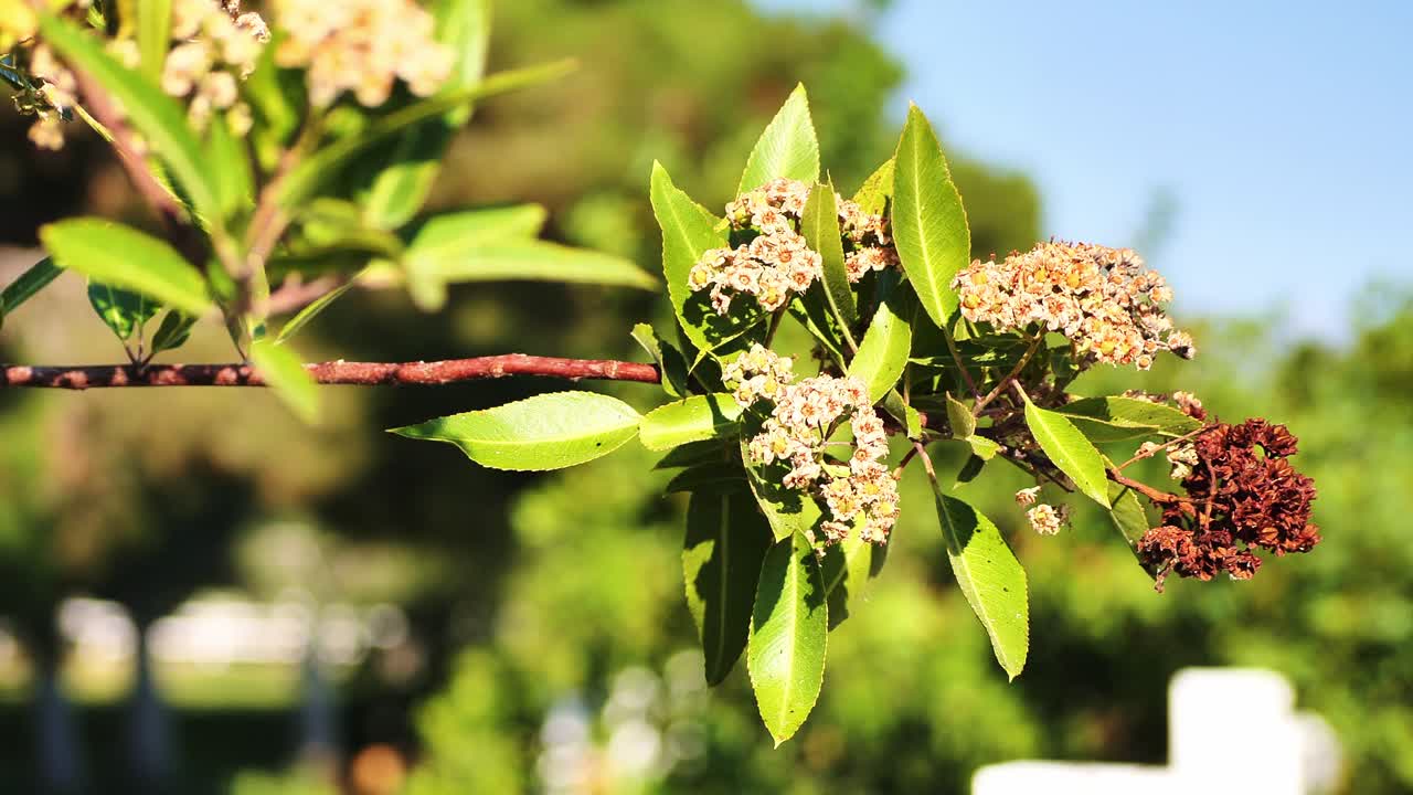 Blooming tree in southwest spring