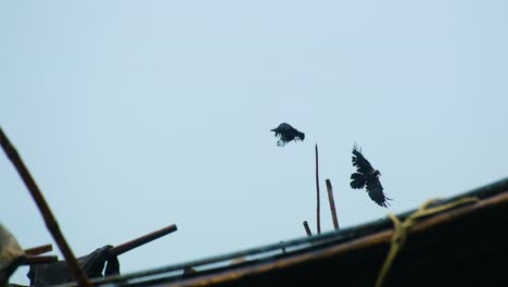 Silueta-De-Pájaros-Cuervos-Posados-En-Ramitas,-De-Repente-Se-Van-Volando