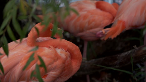 Karibischer-Flamingo-–-Amerikanischer-Flamingo,-Der-Auf-Dem-Wasser-Im-Granby-Zoo,-Quebec,-Kanada-Steht-Und-Ruht