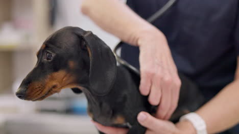 hands, dog and stethoscope for listening