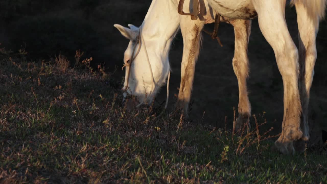 un caballo macho blanco de pie en una colina mientras come hierba en un día soleado y ventoso en costa rica
