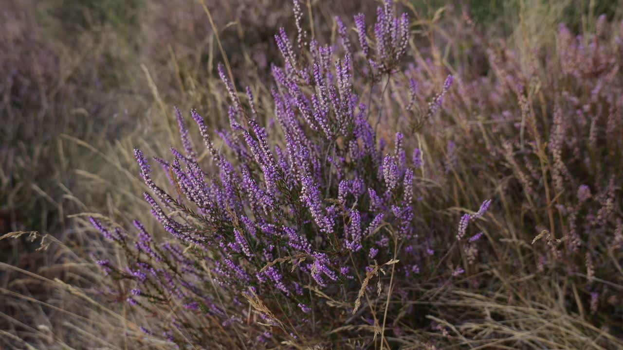 vista de la planta silvestre de brezo púrpura que se balancea suavemente en el viento