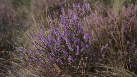 View Of Purple Heather Wild Plant Gently Swaying In Wind
