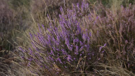 view of purple heather wild plant gently swaying in wind