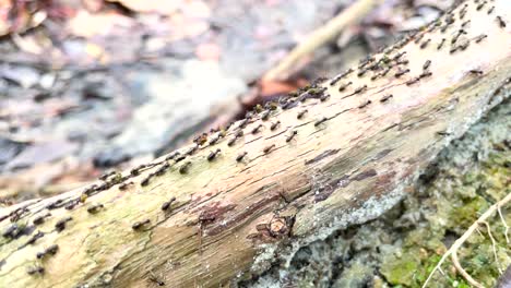 hundreds of termites walking up and down a