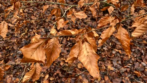 Kupferfarbene-Buchenblätter-Wiegen-Sich-Im-Wind-Vor-Dem-Hintergrund-Gefallener-Blätter-In-Einem-Englischen-Wald