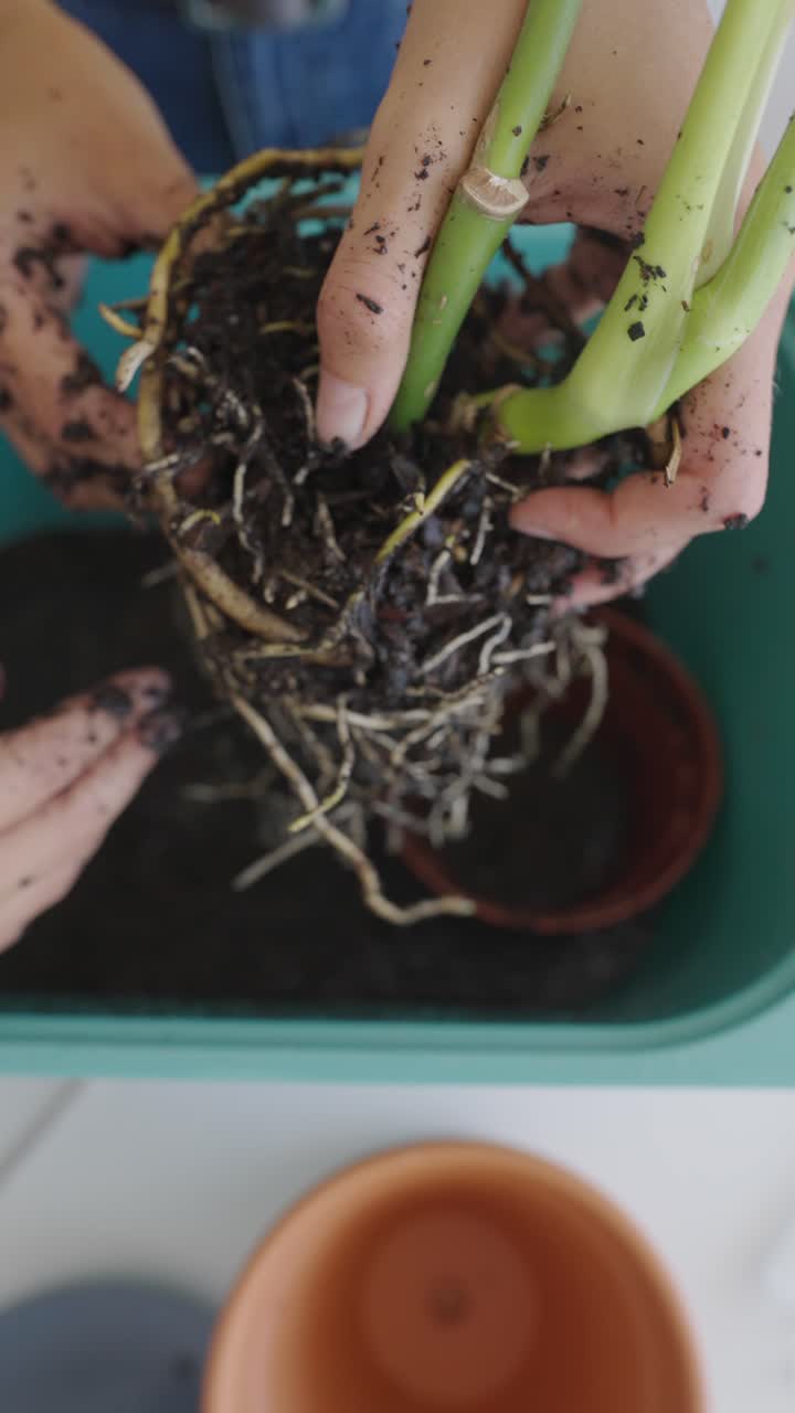 repotamiento de una planta de interior