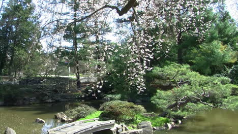 jib shot of japanese garden with pond, footbridge and weeping cherry tree