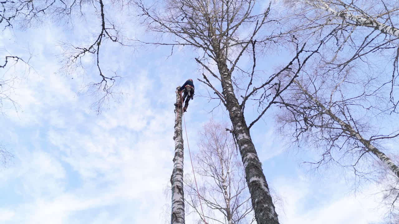 Upward view of skilled female tree surgeon dismantling birch tree in woods