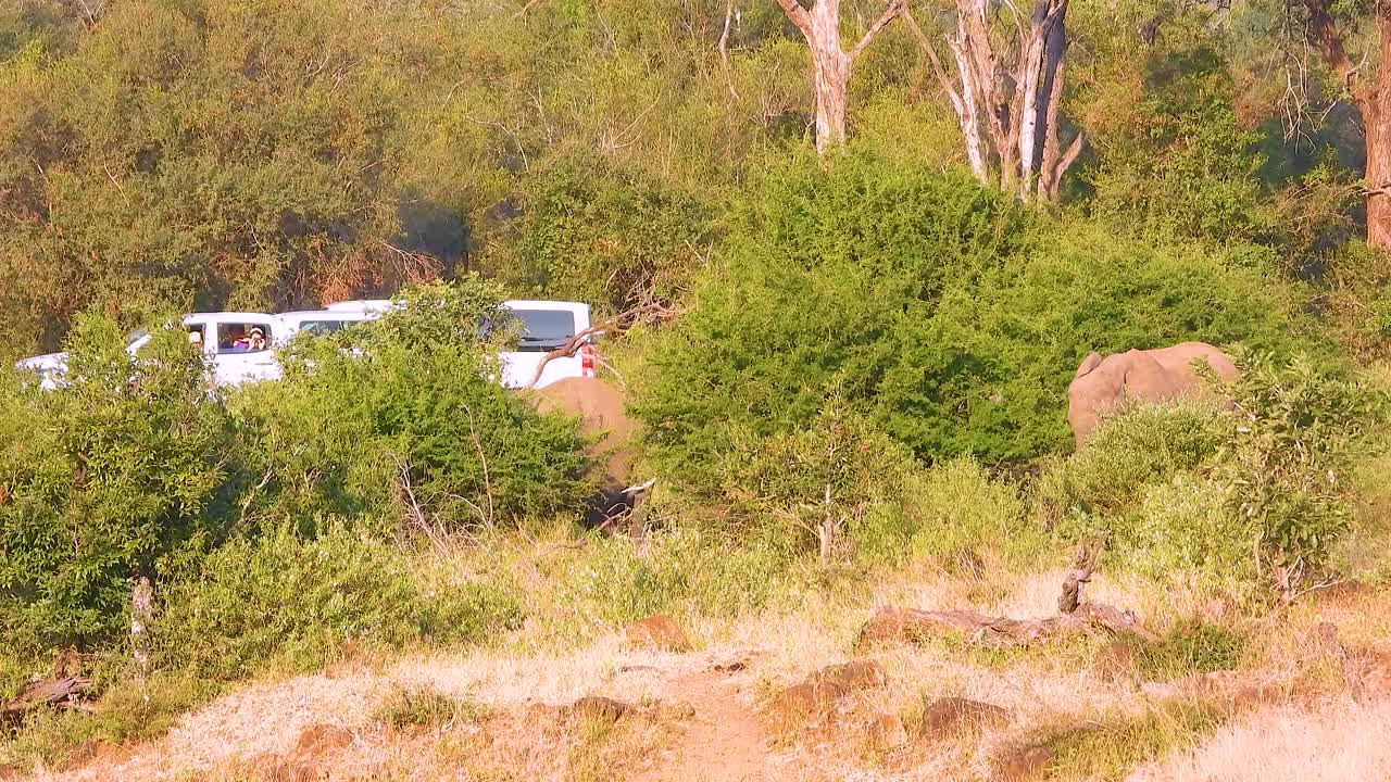 African Elephant Safari: A Close Encounter in the Bush