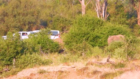 african elephant safari: a close encounter in the bush