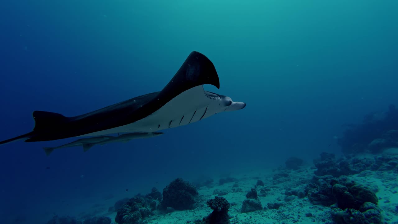 At the renowned cleaning station off Rasdhoo Atoll in the Maldives, giant manta rays glide effortlessly over the coral-covered reef.