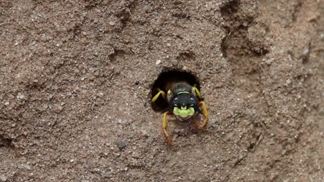 a digger wasp leaving its burrow on a sandy heathland