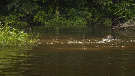 una pareja de nutrias gigantes caza en el río turbio mientras los peces saltan en el aire y las nutrias salpican