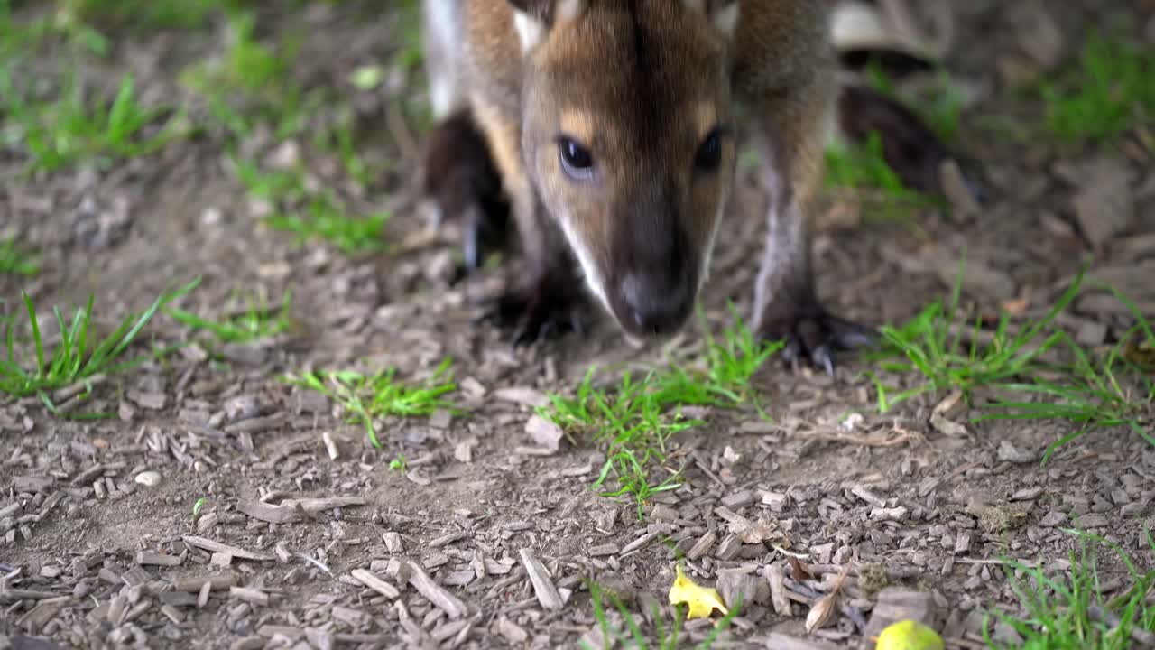 Grazioso giovane canguro che mangia e si rilassa sull'erba in natura durante il giorno, primo piano.