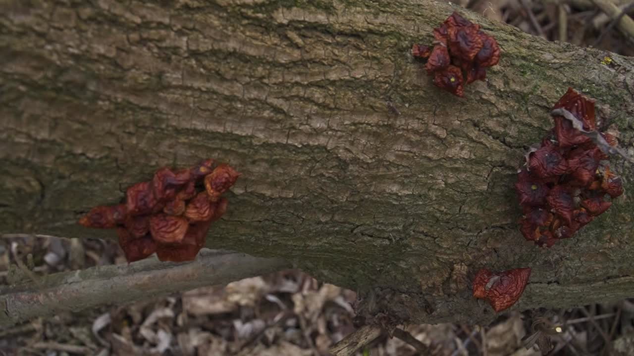 Flammulina Velutipes, Velvet Foot fungi on rough tree bark, ideal for nature, ecology, or documentary projects. Rich earthy textures and forest atmosphere