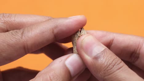 abriendo los cacahuetes