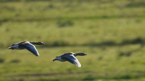 two greylag geese flying over a forest and field