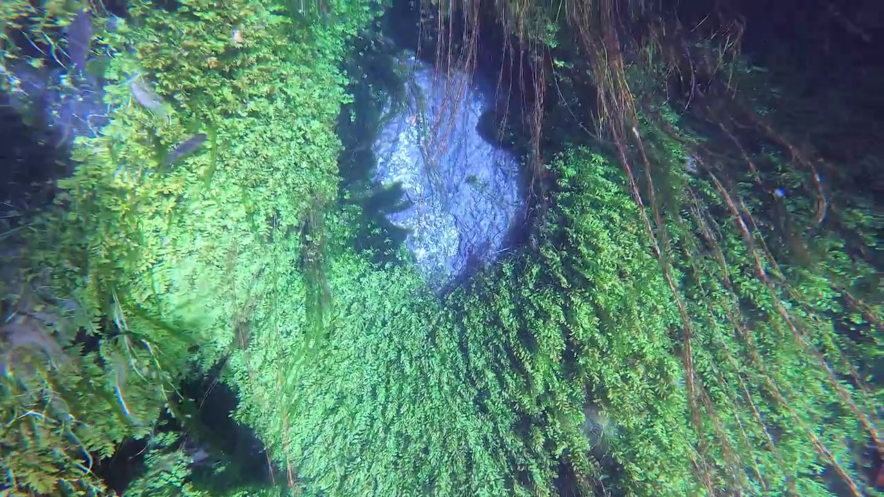 Unterwasseransicht üppiger Wasserpflanzen in einem klaren Fluss