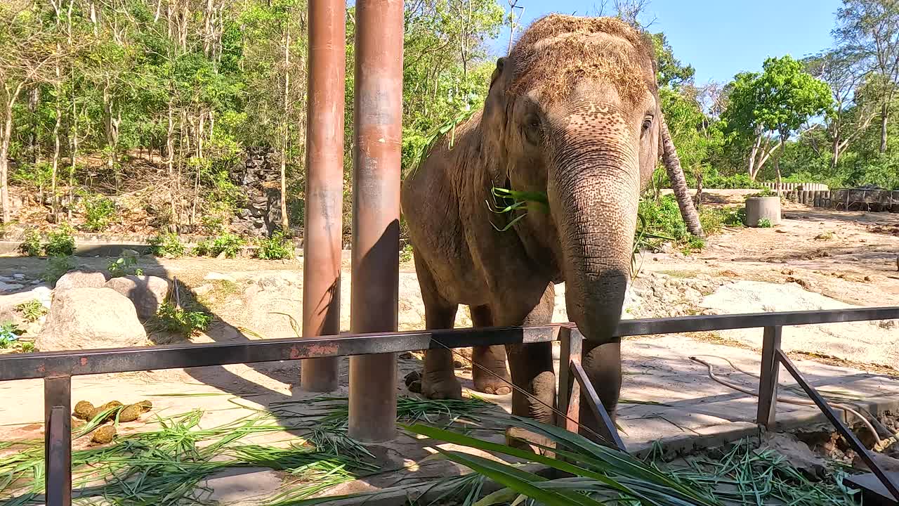 동물원 에 있는 코끼리 가 잎 을 먹고 있다