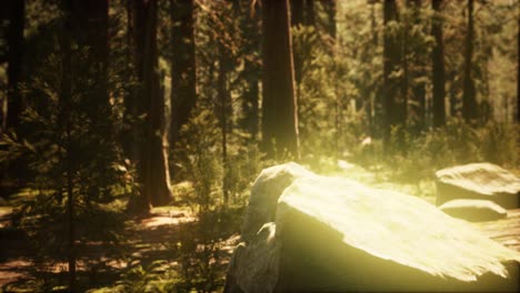 hyperlapse-in-sequoia-forest-from-sunrise