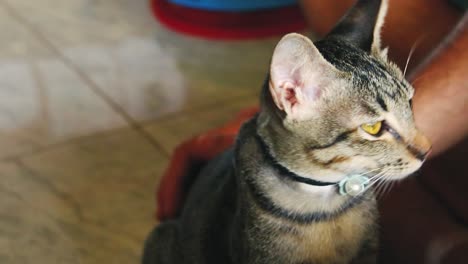 lindo gato atigrado recibiendo una caricia afectuosa y gentil de su dueño en cámara lenta