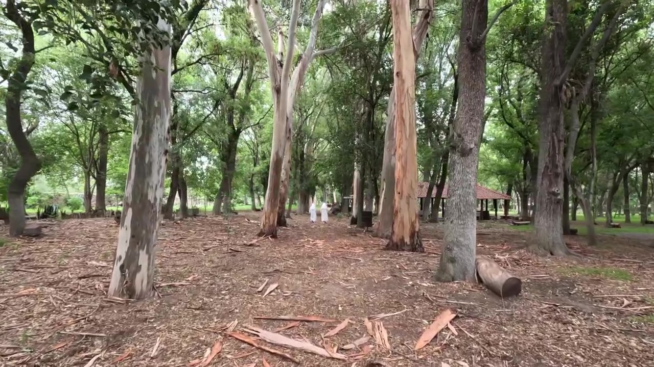 Nella foresta cammina questa suora.