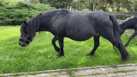 handheld shot of two black horses eating grass on a farm