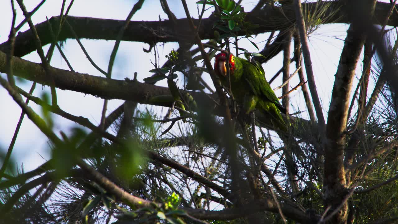 Parrot perched on a branch, surrounded by nature, early morning lighting