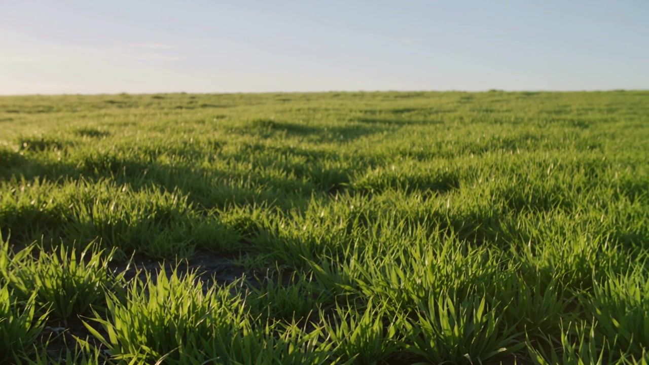 La telecamera si sposta rivelando erba verde che ondeggia con una leggera brezza attraverso una pianura aperta, con la luce del sole che scintilla.