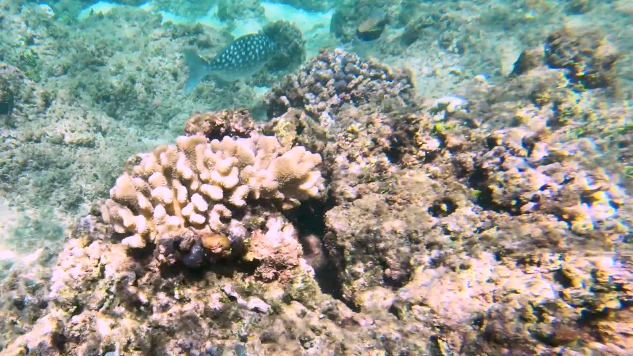 chub brassy nada entre arrecifes de coral y otros peces tropicales en hawaii