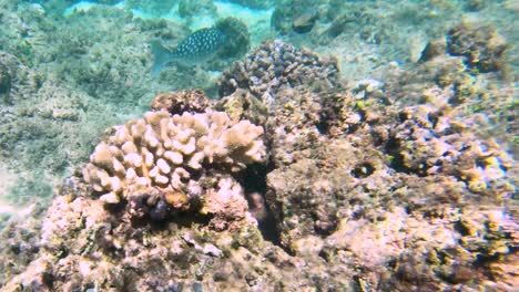 brassy chub swims among coral reef and other tropical fish in hawaii