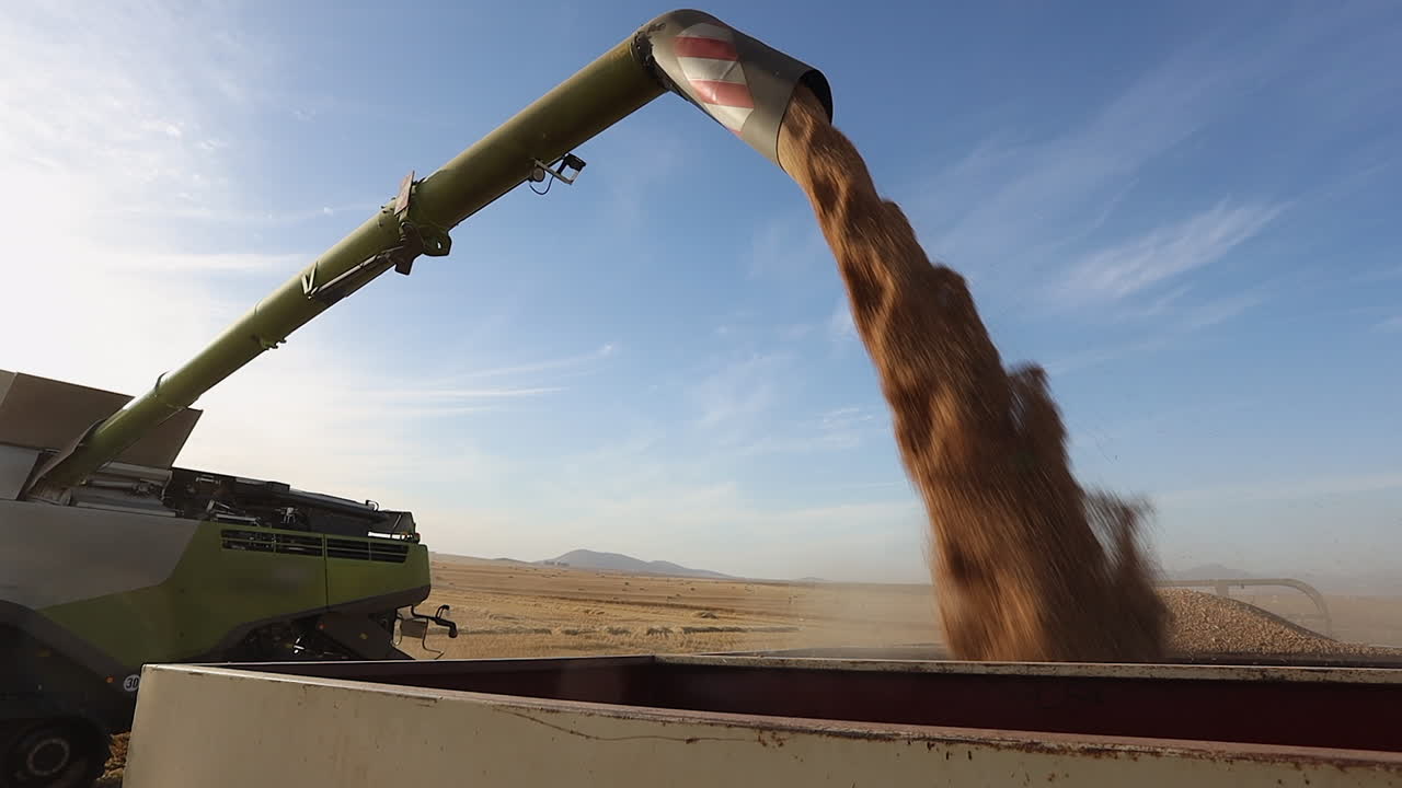 Grain is transferred from combine harvester to trailer in wheat field