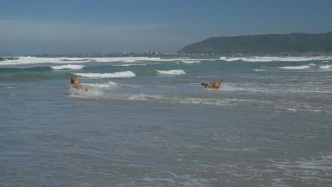 Two-Golden-Retrievers-on-beach-running-into-ocean---slow-mo