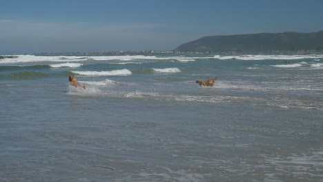 dos perros perdigueros de oro en la playa corriendo hacia el océano - cámara lenta