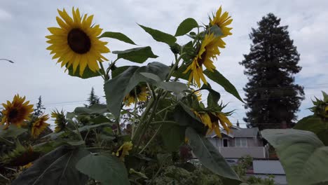 Sunflowers-in-full-bloom-at-the-local-community-garden-in-a-residential-nieghborhood,-slow-motion