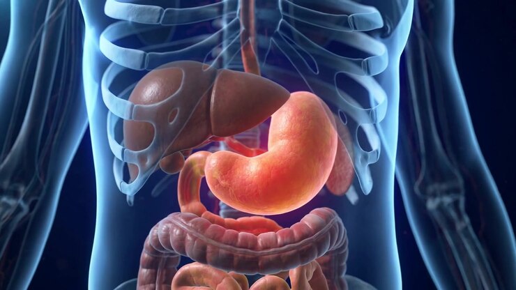 Human Stomach Shown With Stomach Highlighted Inside The Upper Abdomen In A Detailed Healthcare Anatomy Visualization