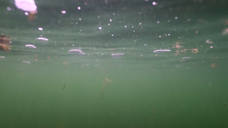 Underwater-view-of-seaweed-floating-on-surface-of-murky-green-North-sea