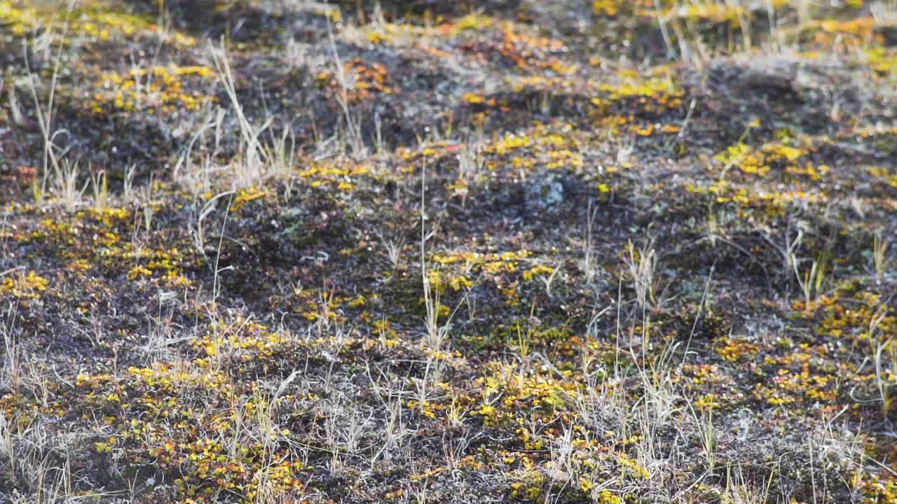 바위 지대 위의 모스와 풀의 클로즈업